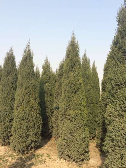 望都塔桧图册_360百科