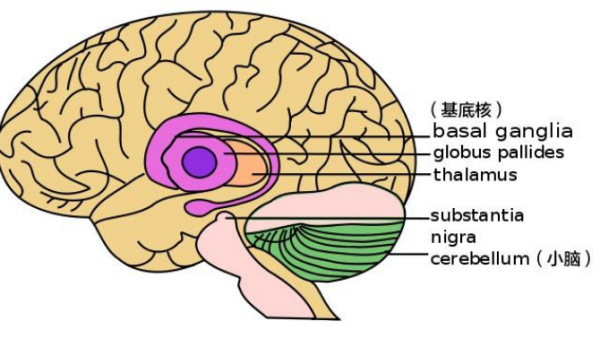基底核图册_360百科