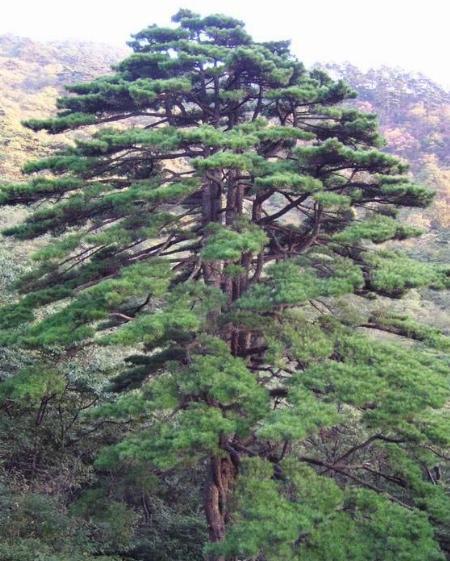 乔松图册_360百科