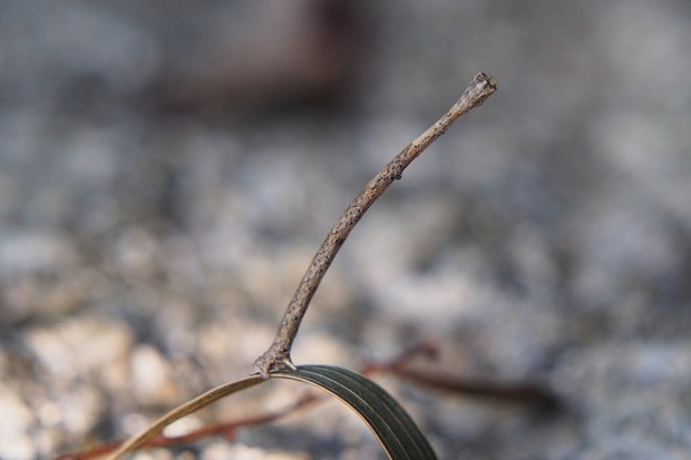 有一只虫它长得特别像树枝,褐色的小小的,不像竹节虫,而且爬行时只有