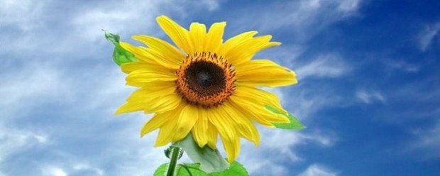 向日葵花语经典话语