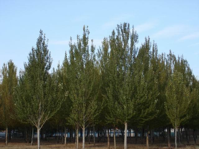 黑杨图册_360百科