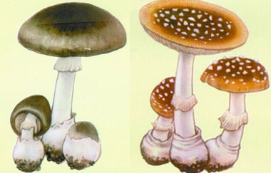 致命白毒伞图册_360百科
