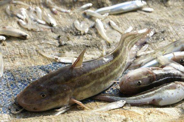 三毛鱼是什么鱼_360问答