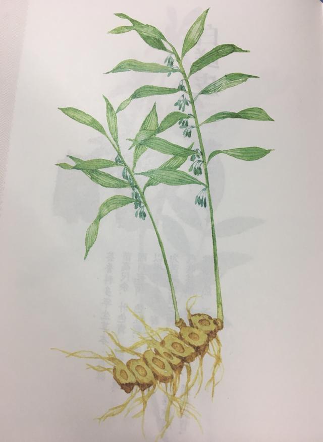 黄精图册_360百科