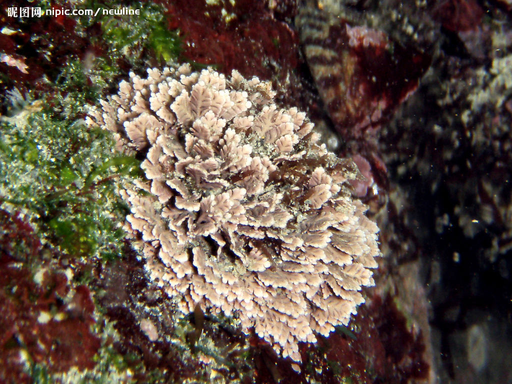 矢量简约绿色海洋珊瑚藻图片素材-编号40137138-图行天下