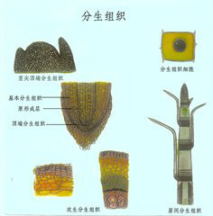 分生图册_360百科
