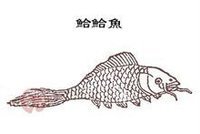鮯鮯鱼图册_360百科