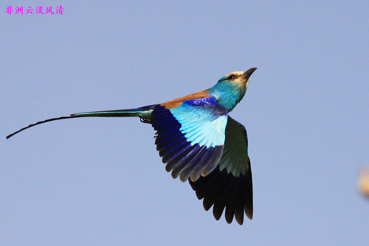 佛法僧属图册_360百科