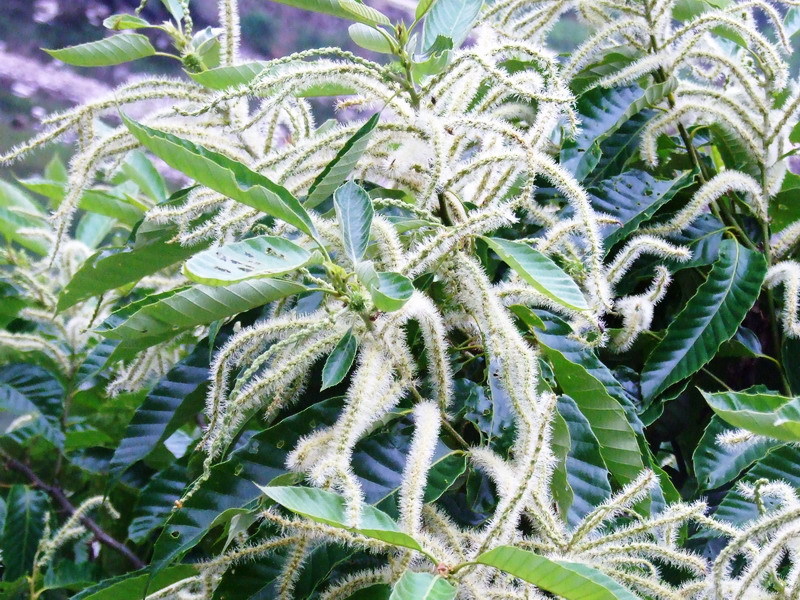栗子花图册_360百科