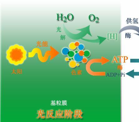 光化学反应图册_360百科