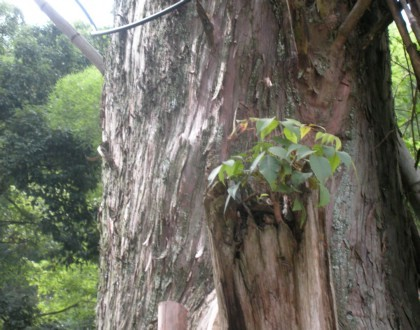 漆树_360百科
