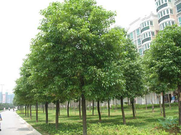 小叶樟图册_360百科