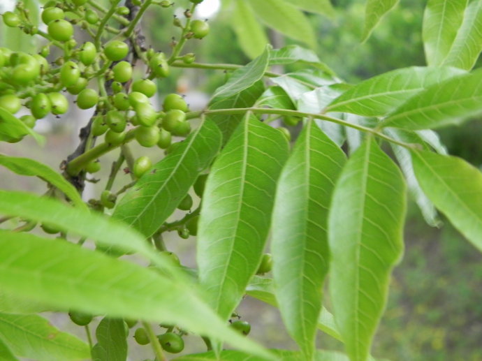 黄连木_360百科