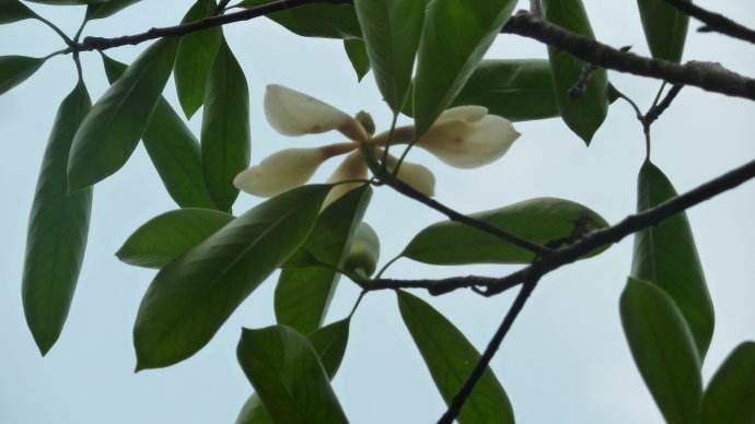 海南木莲图册_360百科