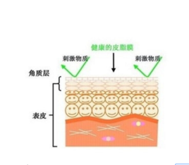 皮肤屏障图册_360百科