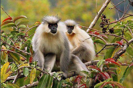 金色乌叶猴图册_360百科