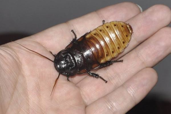 为何北方蟑螂那么小,南方的"小强"那么大?_360问答