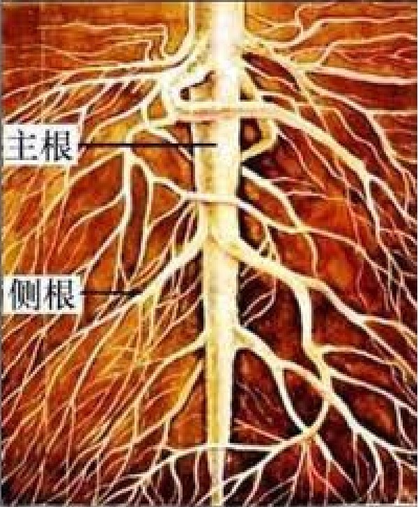 侧根图册_360百科
