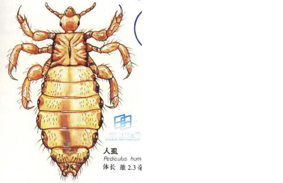 人虱图册_360百科