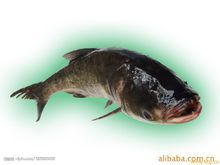 四大家鱼图册_360百科