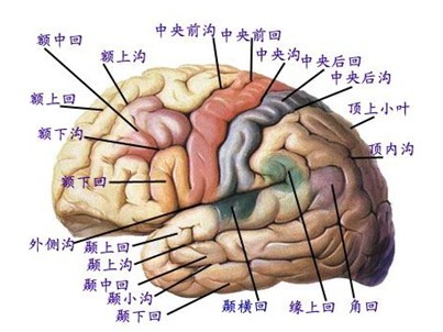 大脑沟图册_360百科