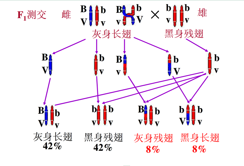 基因连锁图册_360百科