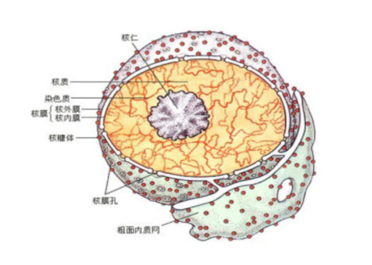 核仁图册_360百科