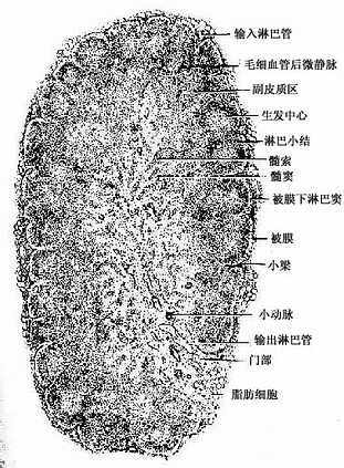 淋巴结转移图册_360百科