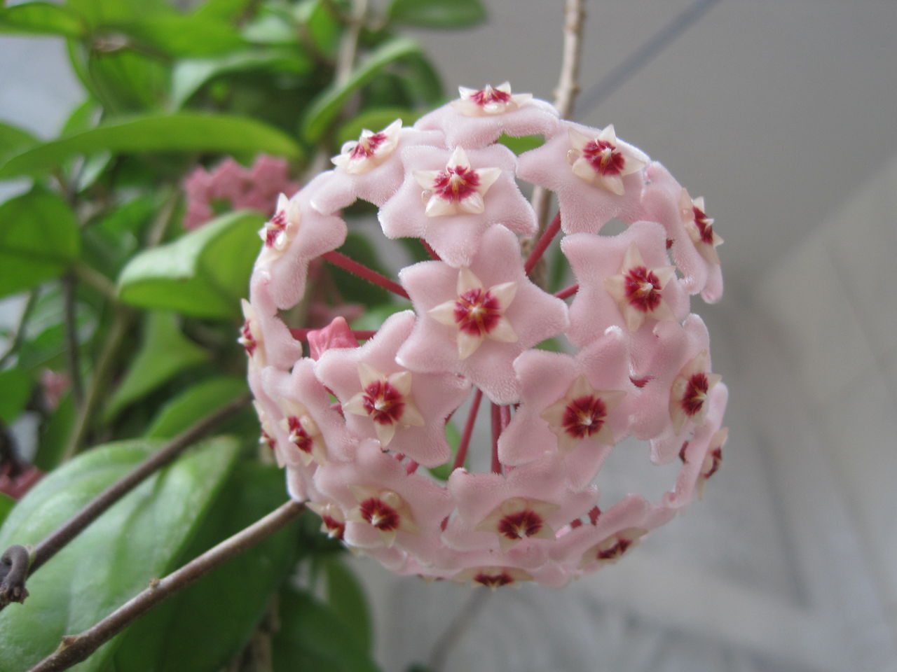 球兰花图册_360百科