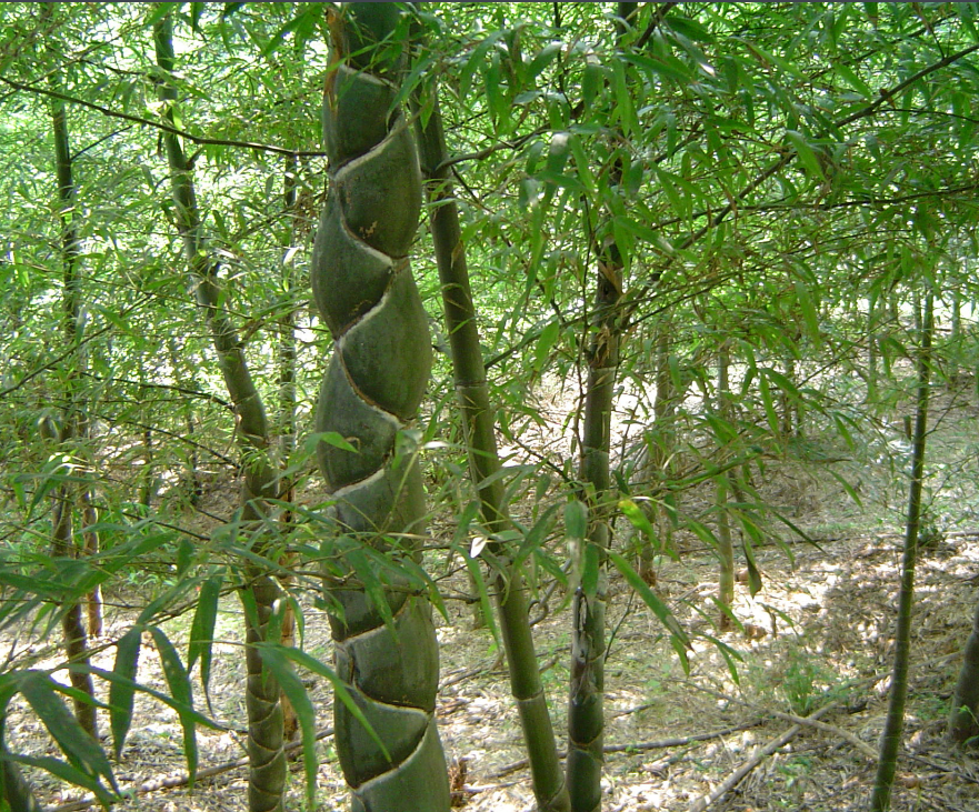 龟甲竹图册_360百科