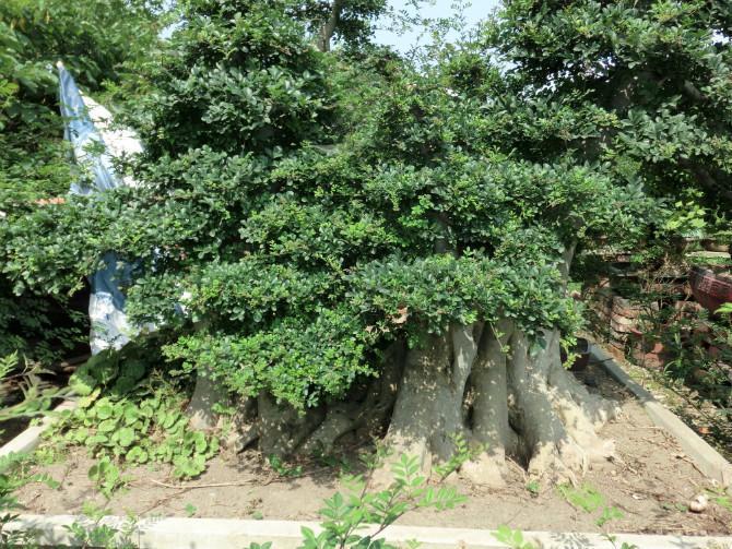 对节白蜡图册_360百科