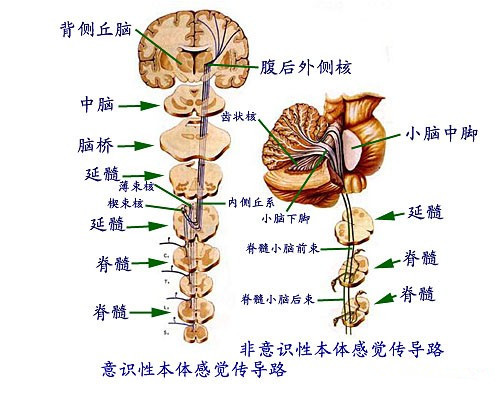 中枢系统图册_360百科