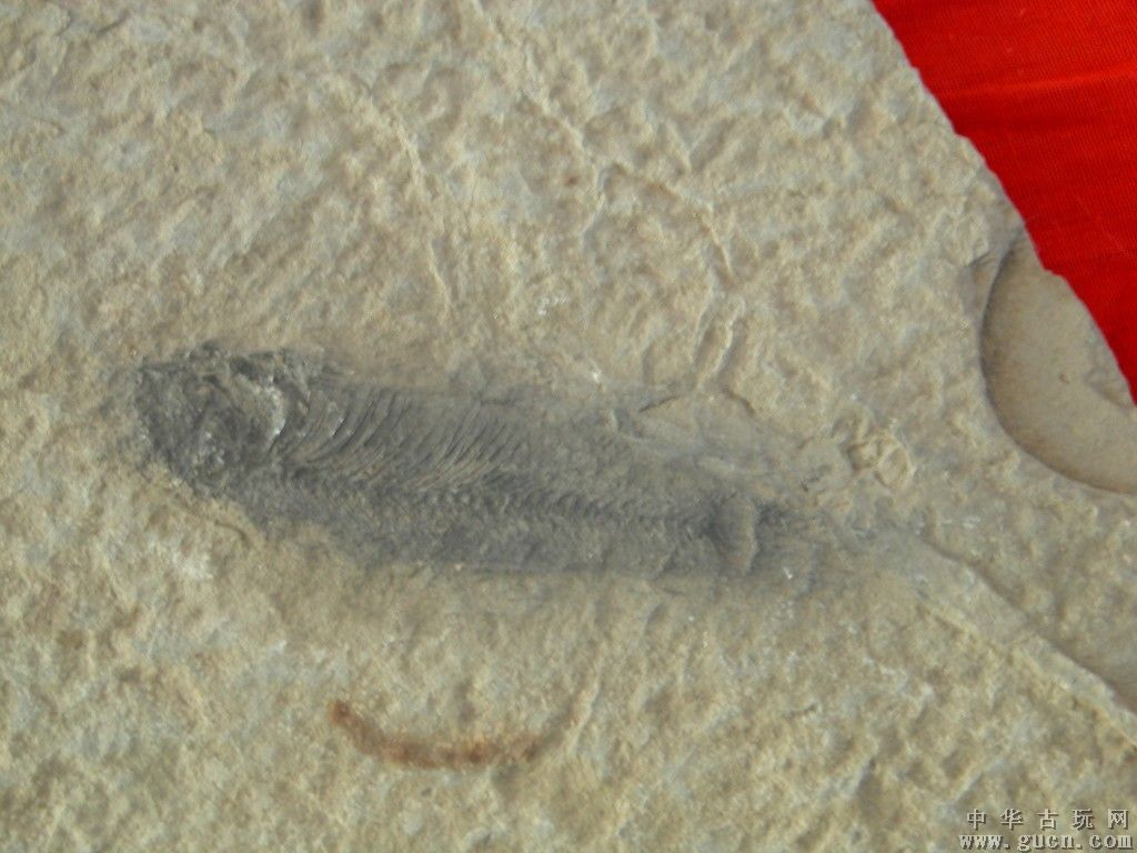4.19亿年！云南曲靖发现最古老三尖鱼类：没偶鳍，进化“头盔”也要游游游！
