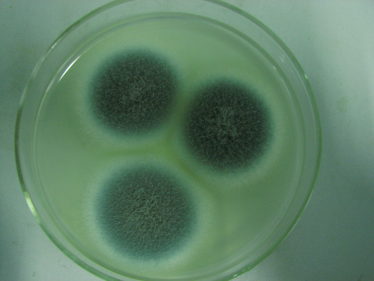 凝结芽孢杆菌 LactoSpore®-萨宾莎（南京）生物科技有限公司