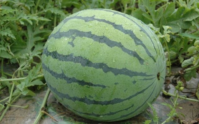 昌乐西瓜图册_360百科