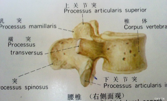 腰椎峡部裂图册_360百科