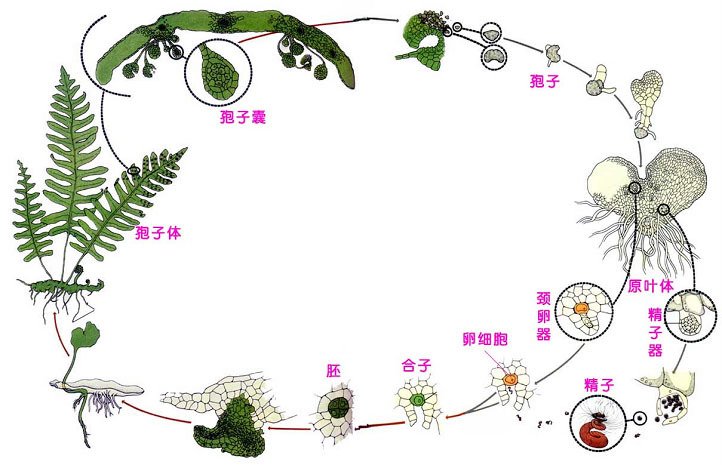 囊括百科