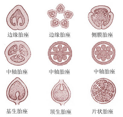 胎座图册_360百科