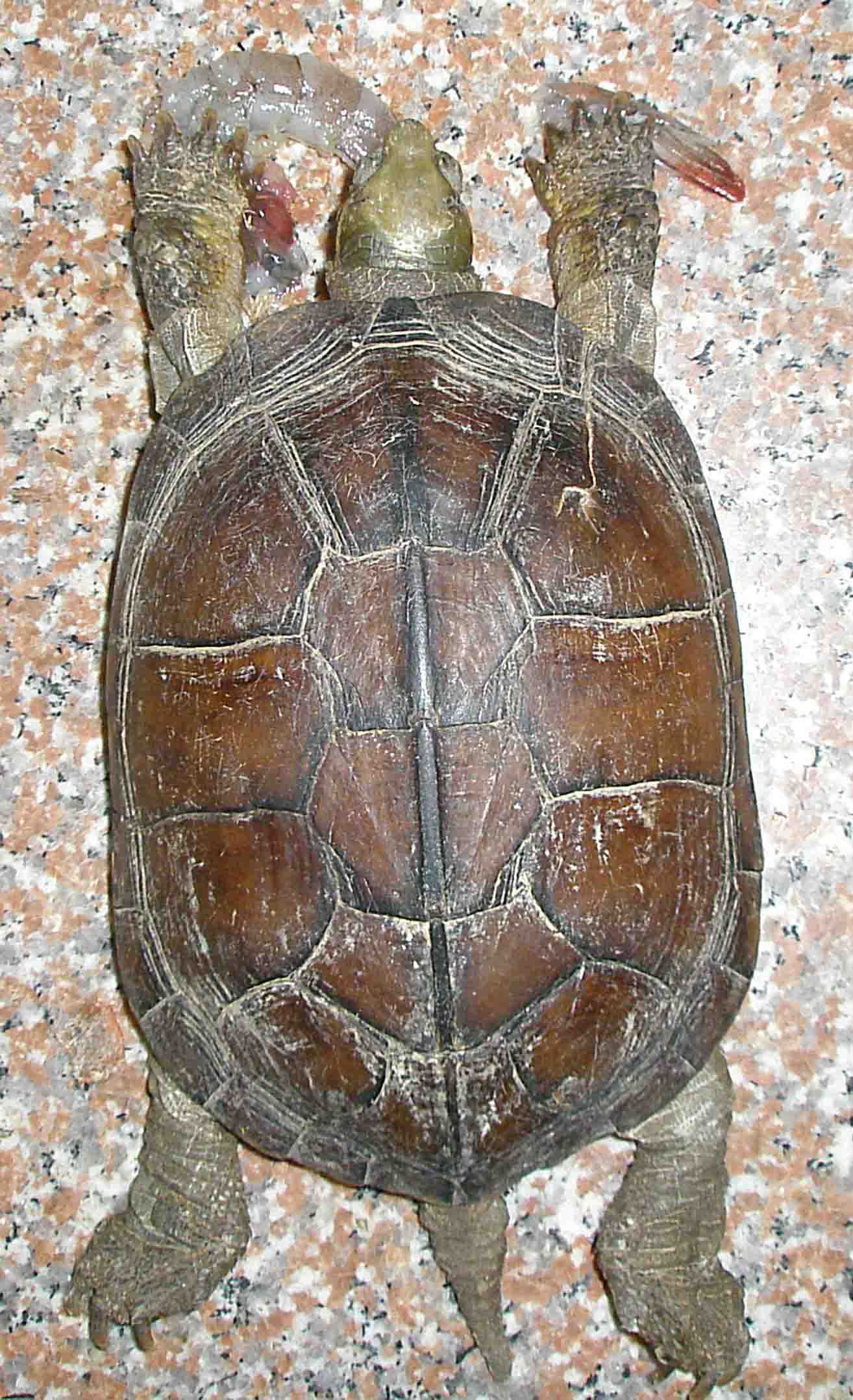龟的年龄，并不是生长纹说了算