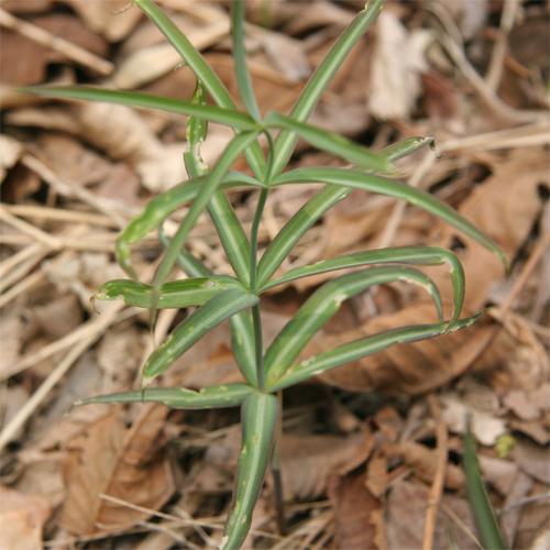 轮叶黄精图册_360百科