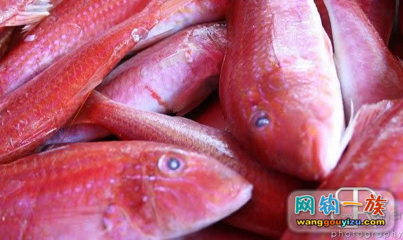 真鲷鱼图册_360百科