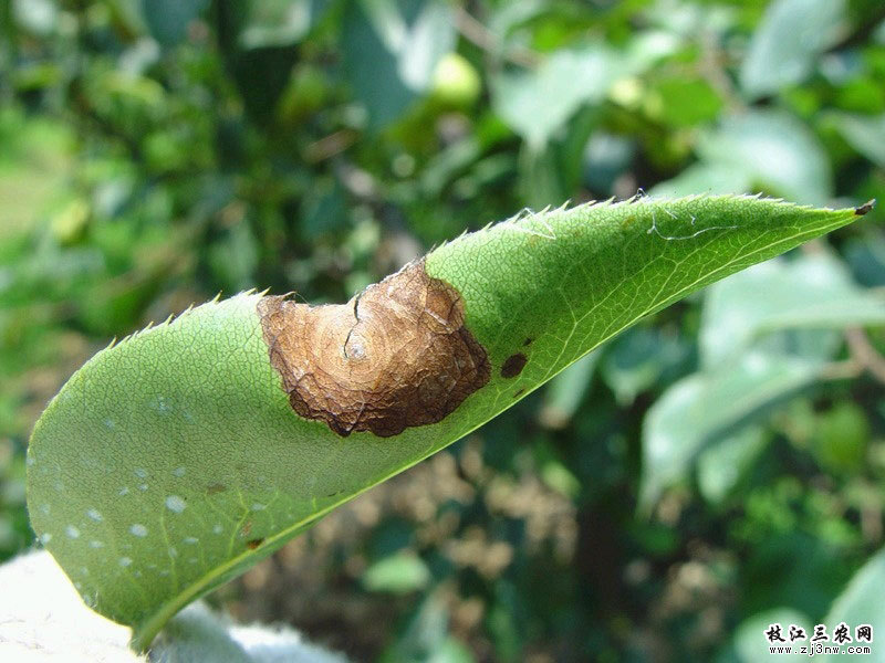 梨轮纹病图册_360百科