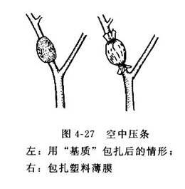 压条繁殖图册_360百科