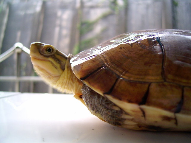 水龟图册_360百科