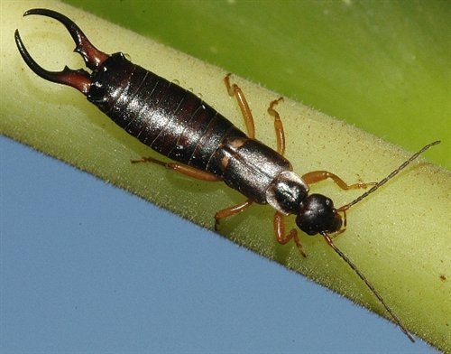 尾巴像剪刀一样的黑色长虫是什么虫?
