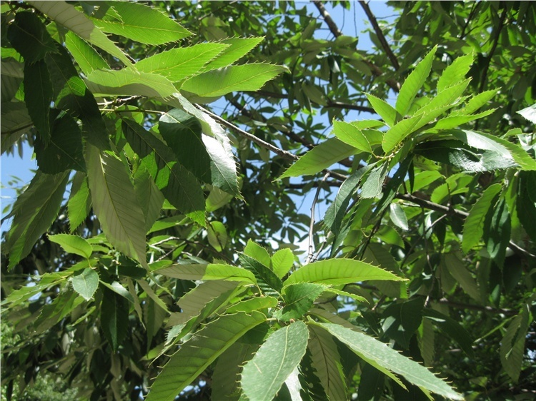 麻栎图册_360百科