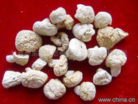 白菌图册_360百科