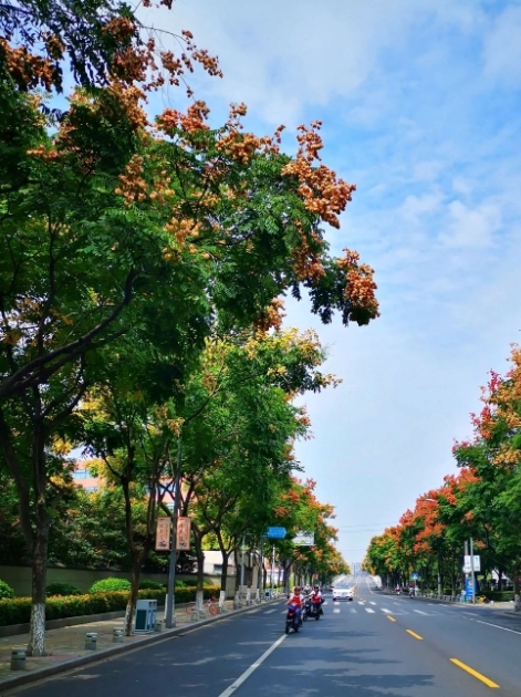 黄山栾树图册_360百科