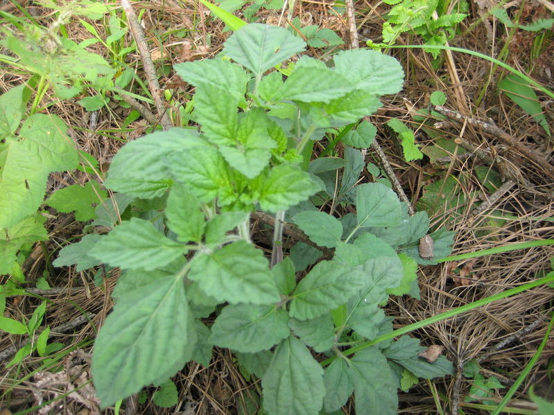 紫参图册_360百科